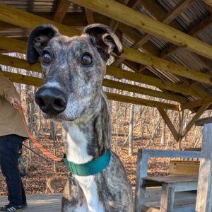 brindle greyhound standing in a field