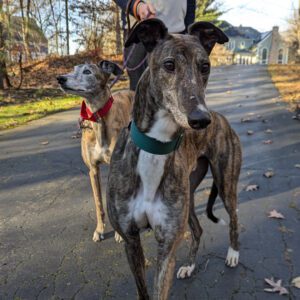 brindle greyhound standing in a field