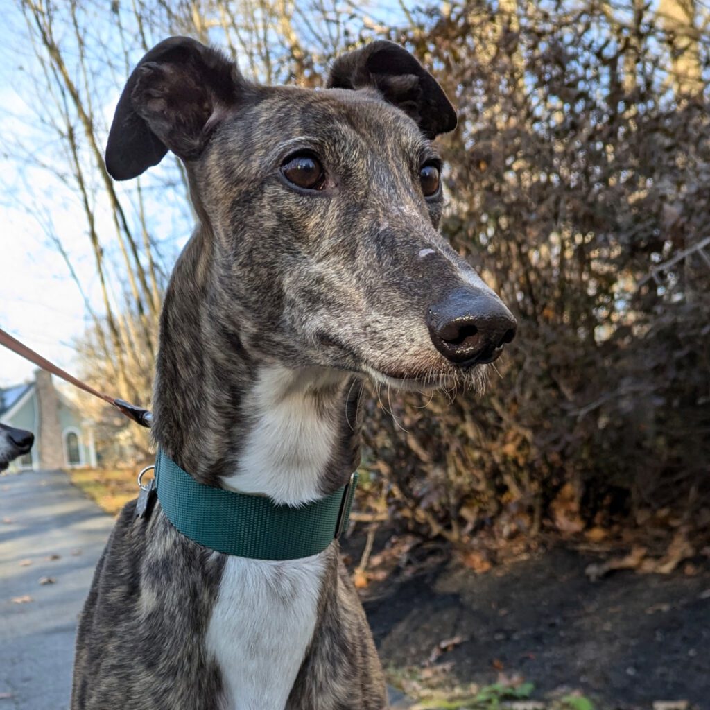 brindle greyhound standing in a field