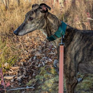 brindle greyhound standing in a field