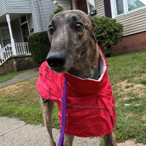 brindle greyhound in red raincoat